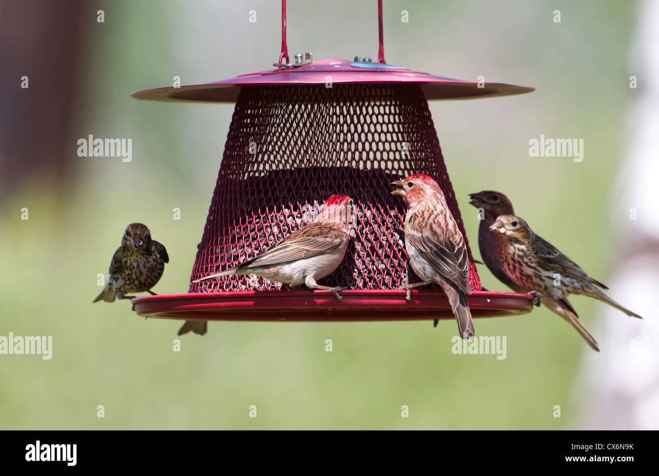 House Finch and feeder close up Stock Photo Alamy