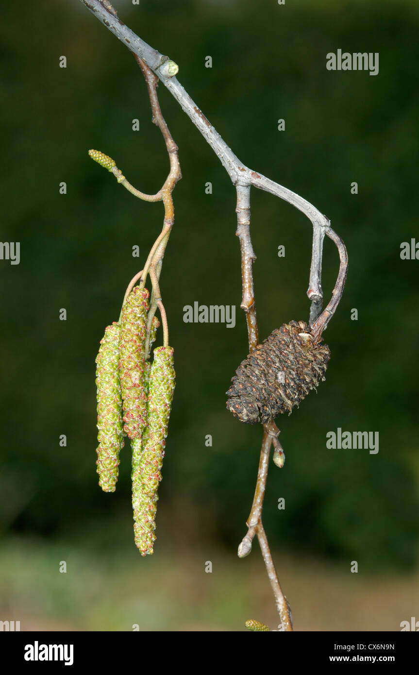 Italian Alder Alnus cordata (Betulaceae) Stock Photo