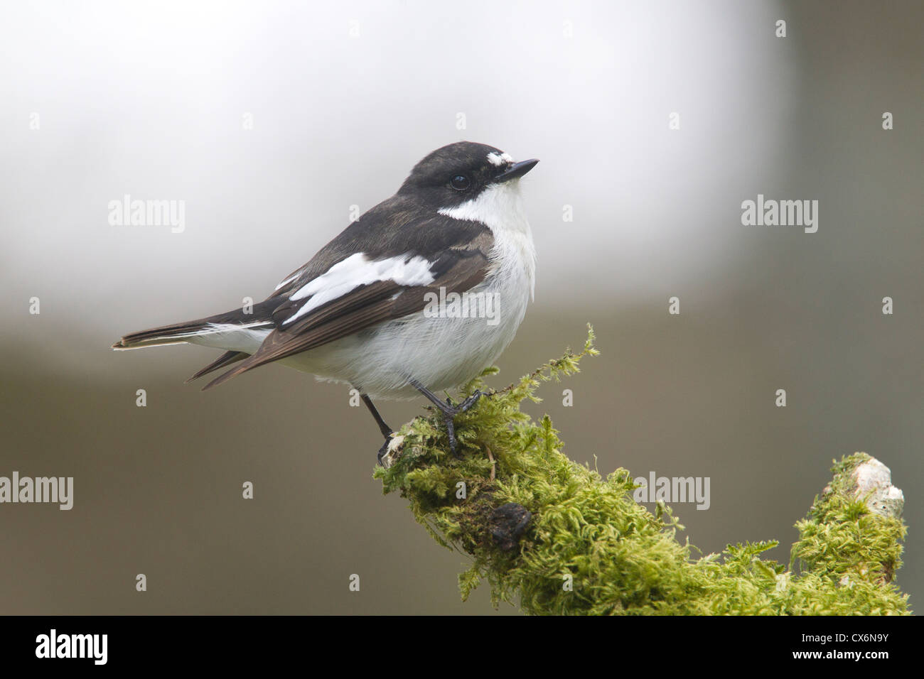 Pied Flycatcher on a branch in Wales Stock Photo