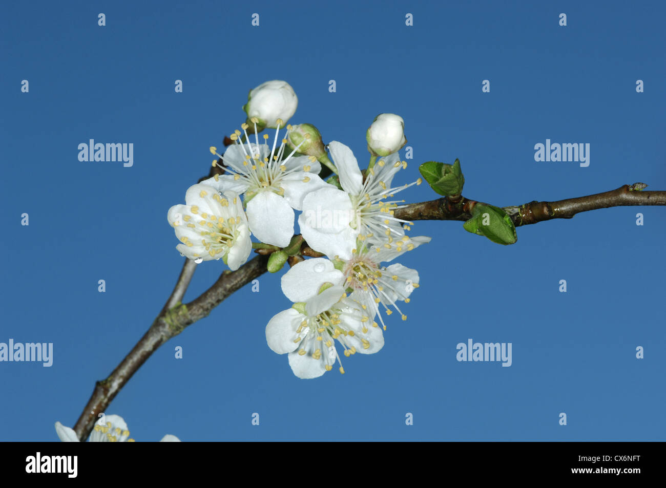Cherry Plum Prunus cerasifera Rosaceae Stock Photo Alamy