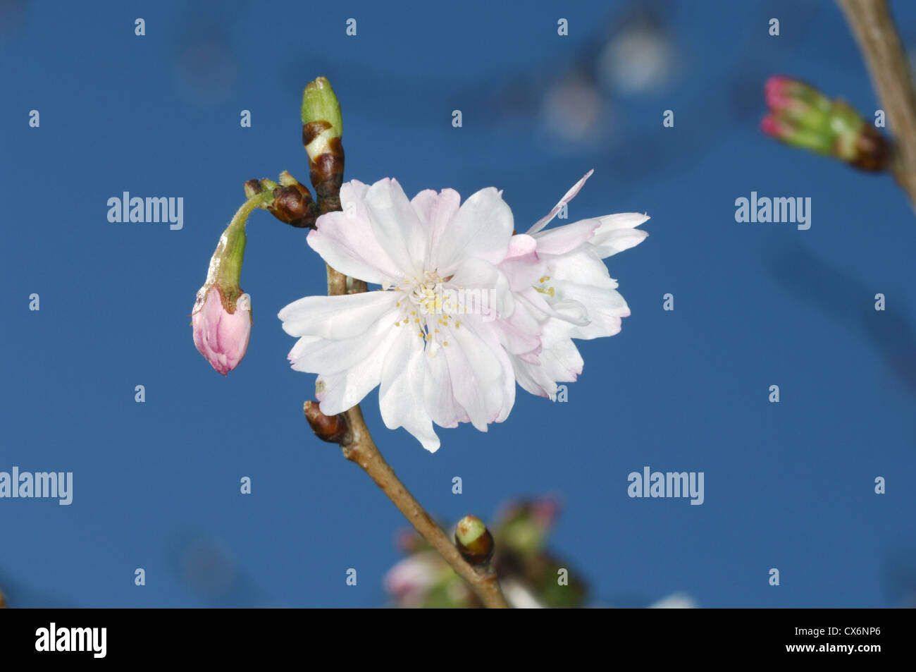 winter flowering cherry prunus subhirtella autumnalis