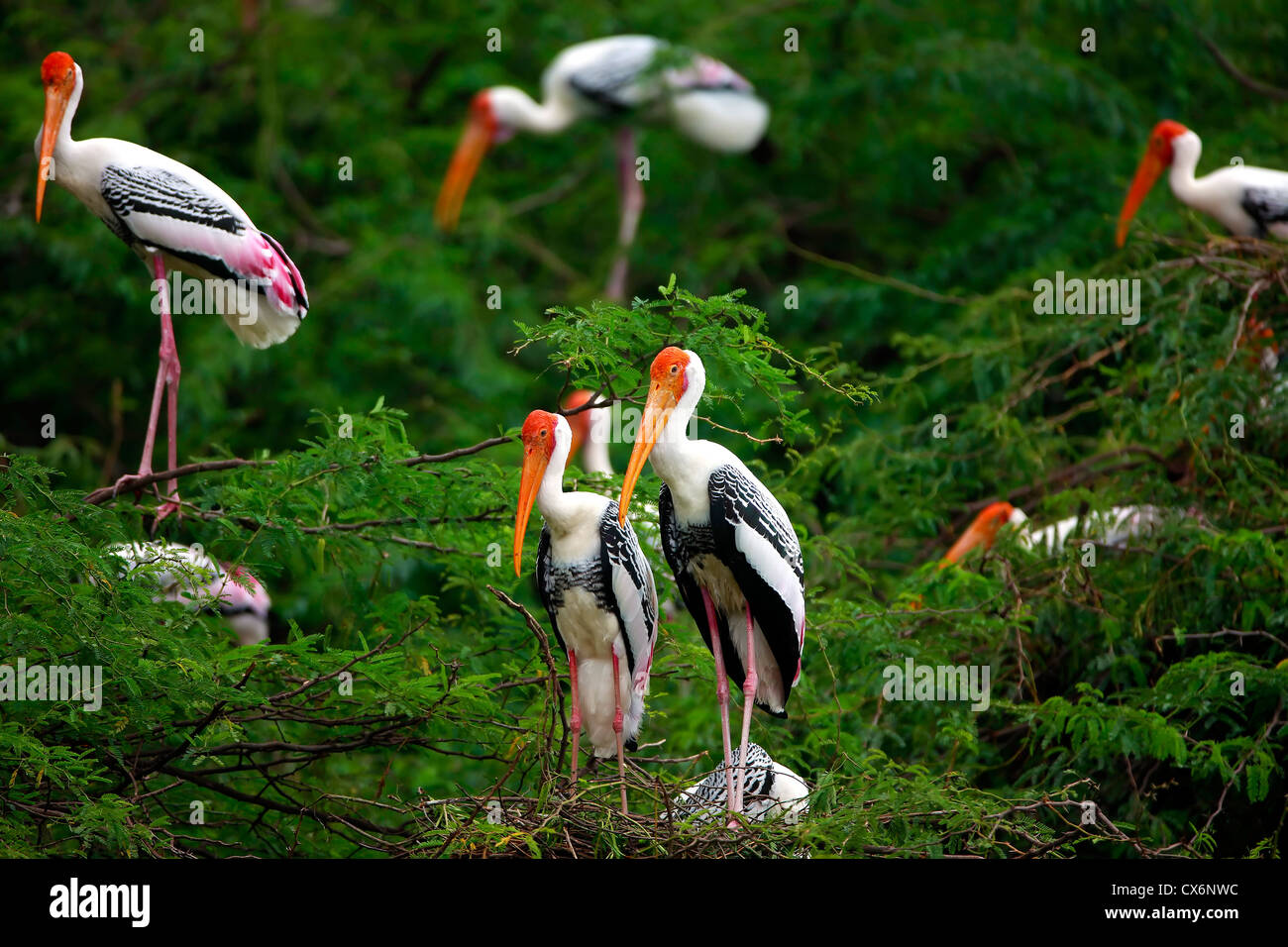 Painted Storks, Keoladeo National Park, Rajasthan, India Stock Photo