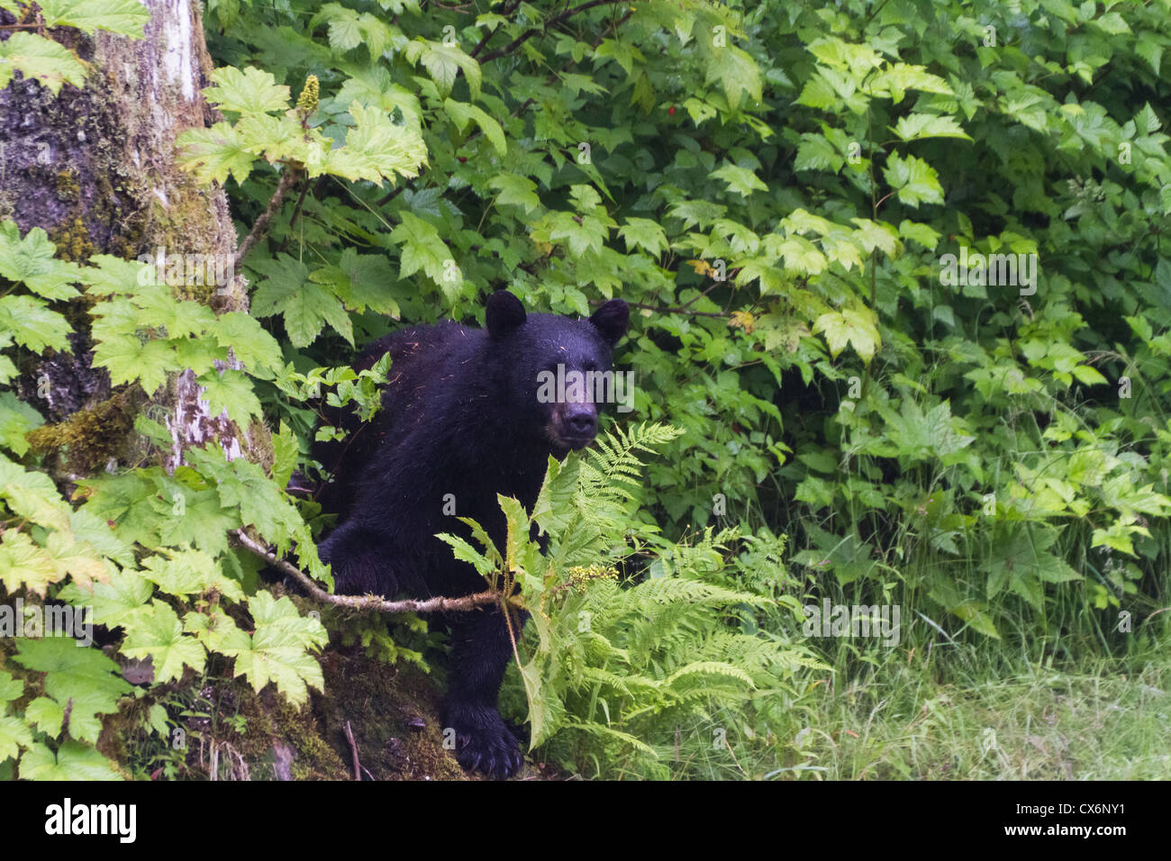 Black bear eat berry at hyder Alaska Stock Photo