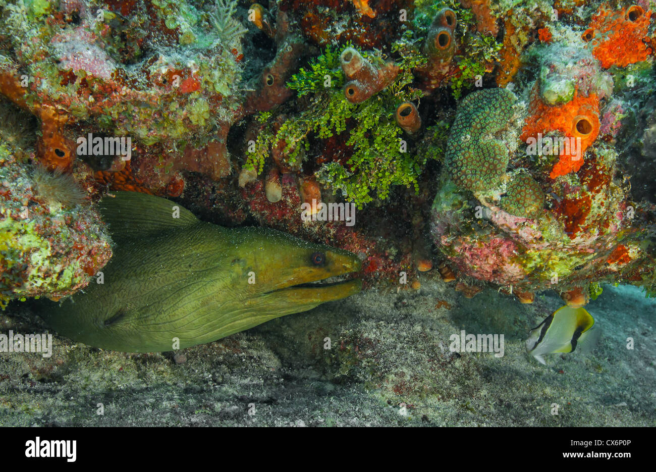 Green Moray (Gymnothorax funebris) and Reef Butterflyfish (Chaetodon sedentarius) Key Largo, FL, USA Stock Photo