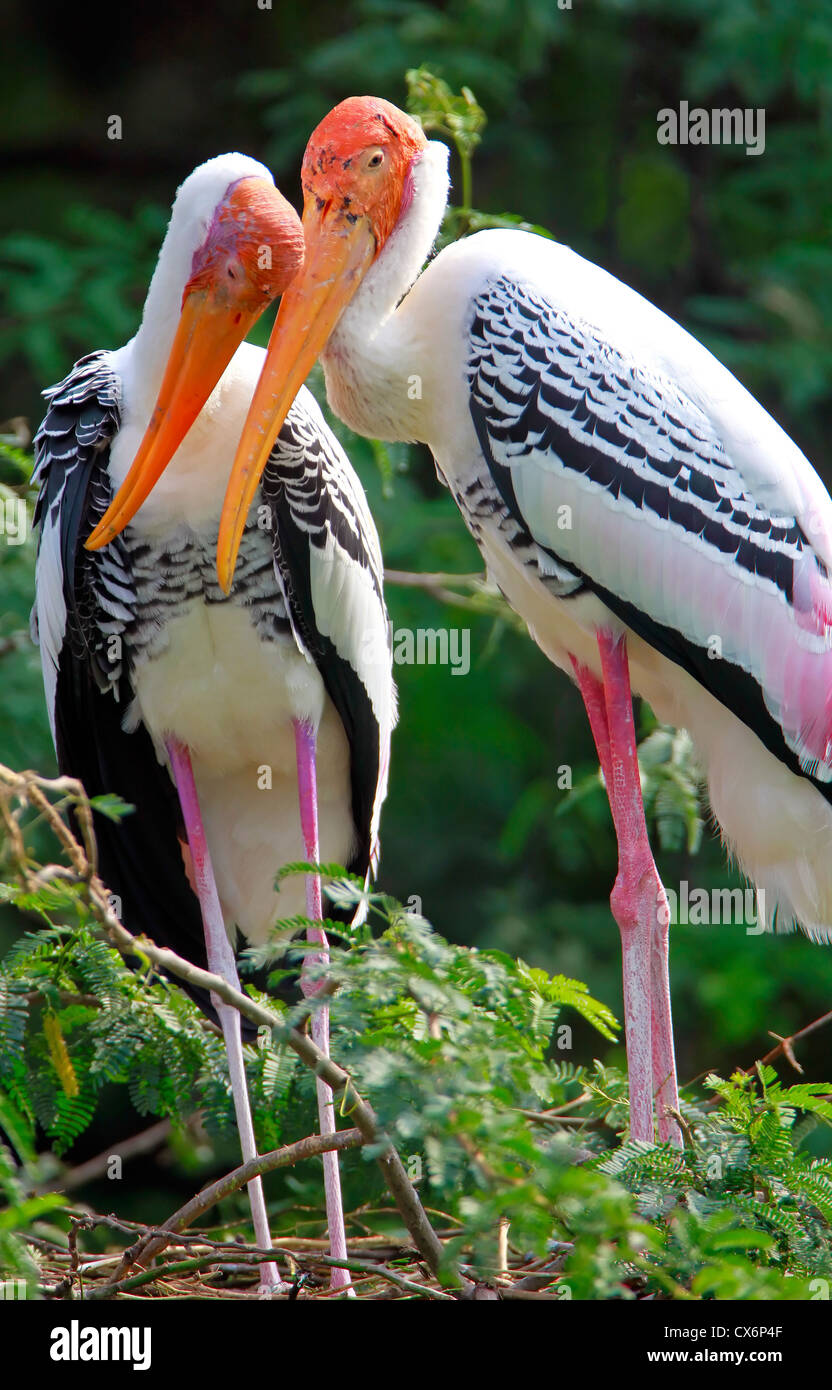 Painted Storks at its tree-top nests Stock Photo