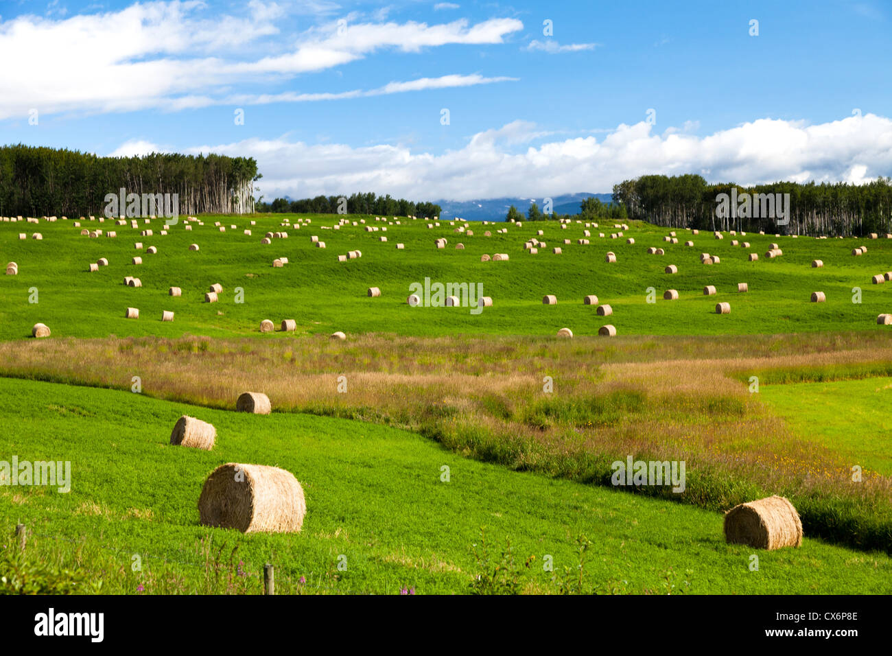 Hay Bale and green grass Stock Photo - Alamy
