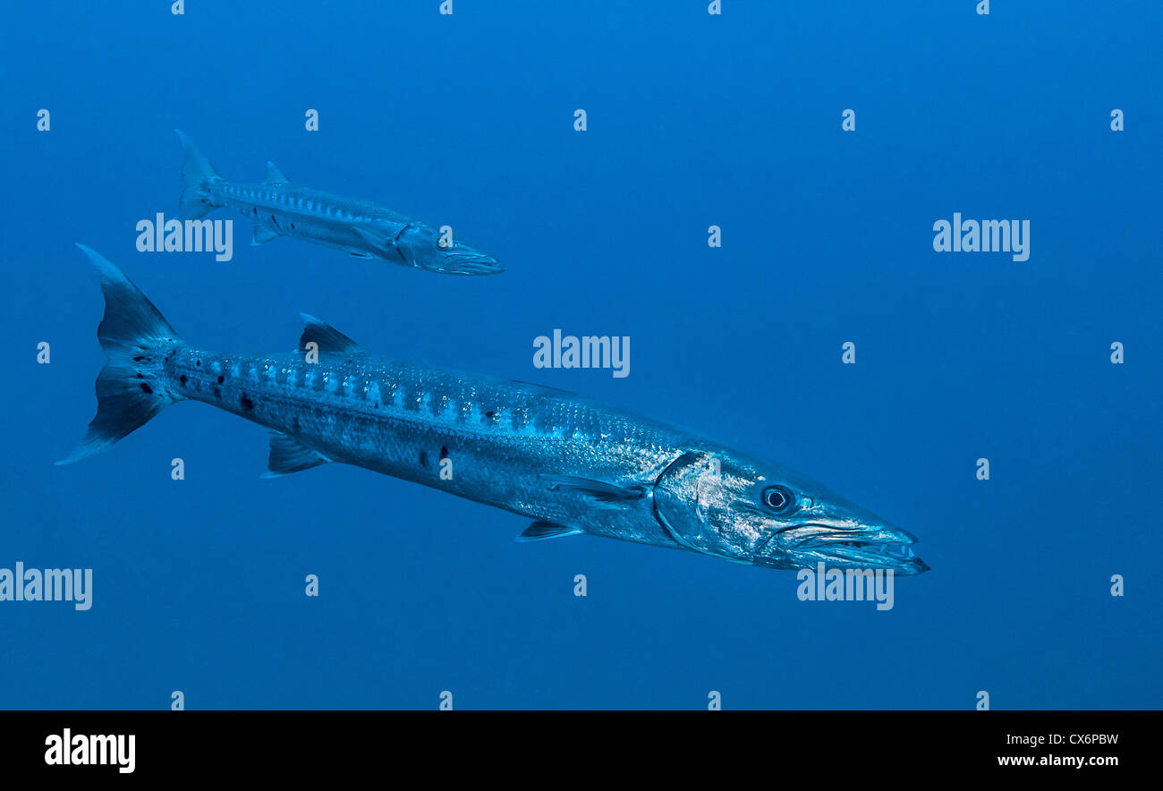 A great barracuda (Sphyraena barracuda) held with a gaff and