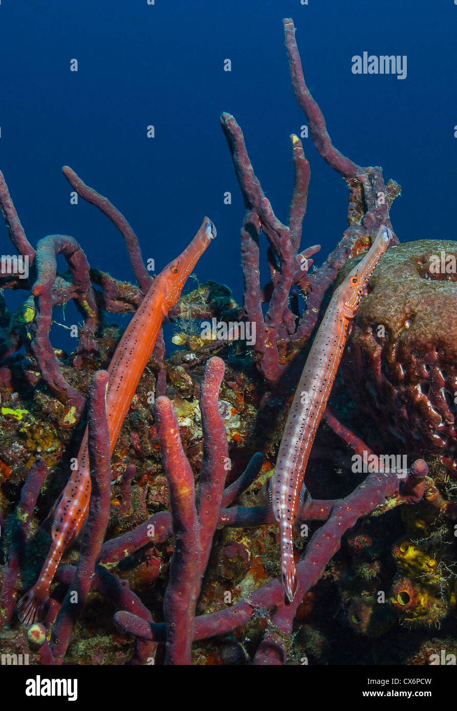 Two Trumpet Fish (Aulostomus maculatus) on Rope Sponge.  Key Largo, FL, USA Stock Photo