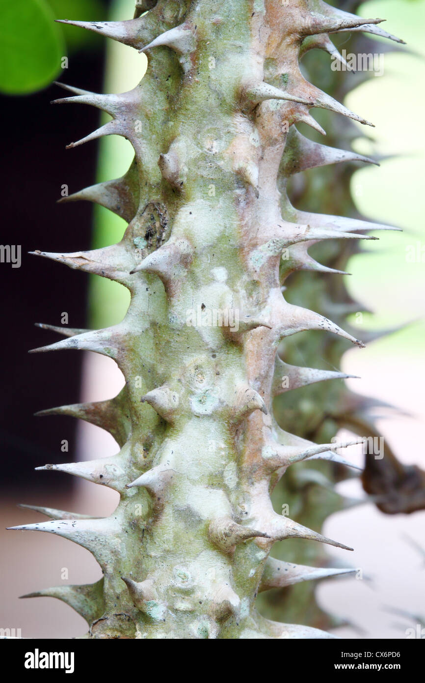 close-up crown of thorns (scientific name: Euphorbia splendens or