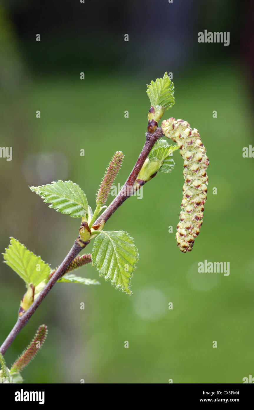 Downy Birch Betula pubescens Betulaceae Stock Photo