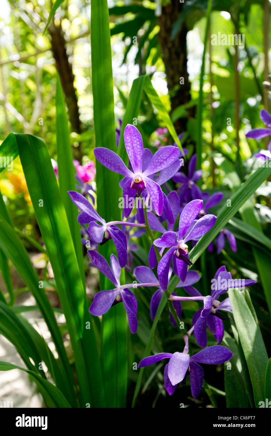 Mauve purple orchids Stock Photo