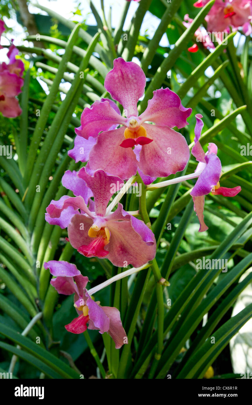 Coral red orchids seen in Singapore Stock Photo