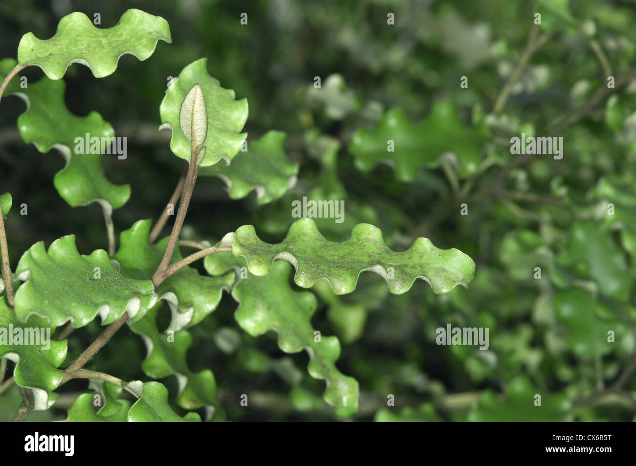 Akiraho Olearia paniculata Stock Photo
