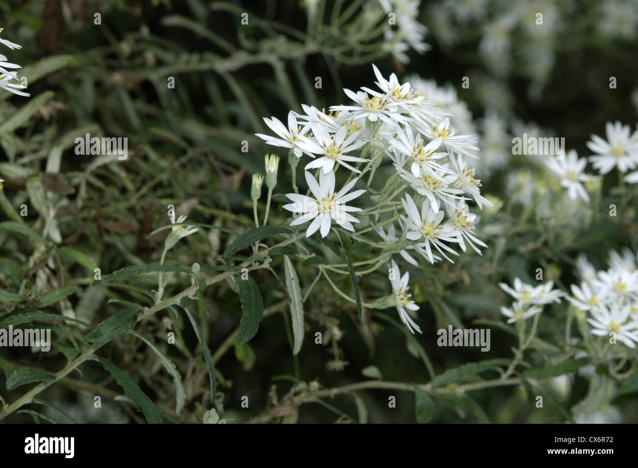 New zealand daisy bush hires stock photography and images Alamy