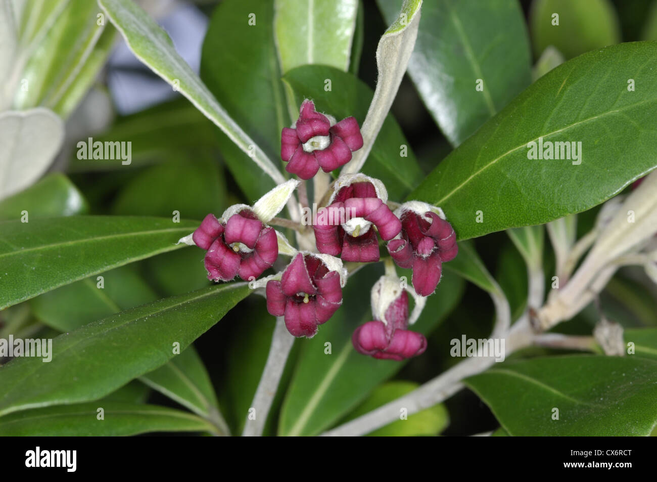 Karo Pittosporum crassifolium (Pittosporaceae) Stock Photo