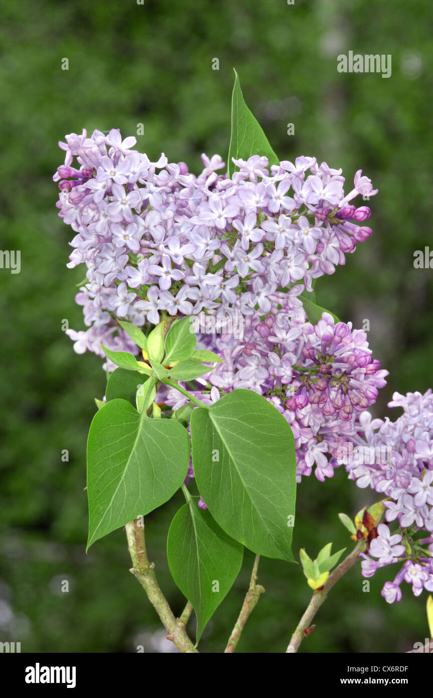 Lilac Syringa vulgaris (Oleaceae) Stock Photo