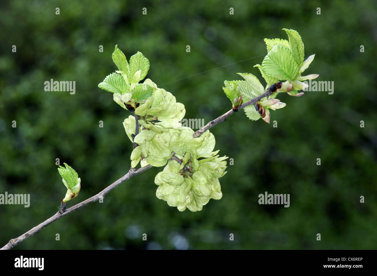 English Elm Ulmus procera Ulmaceae Stock Photo Alamy