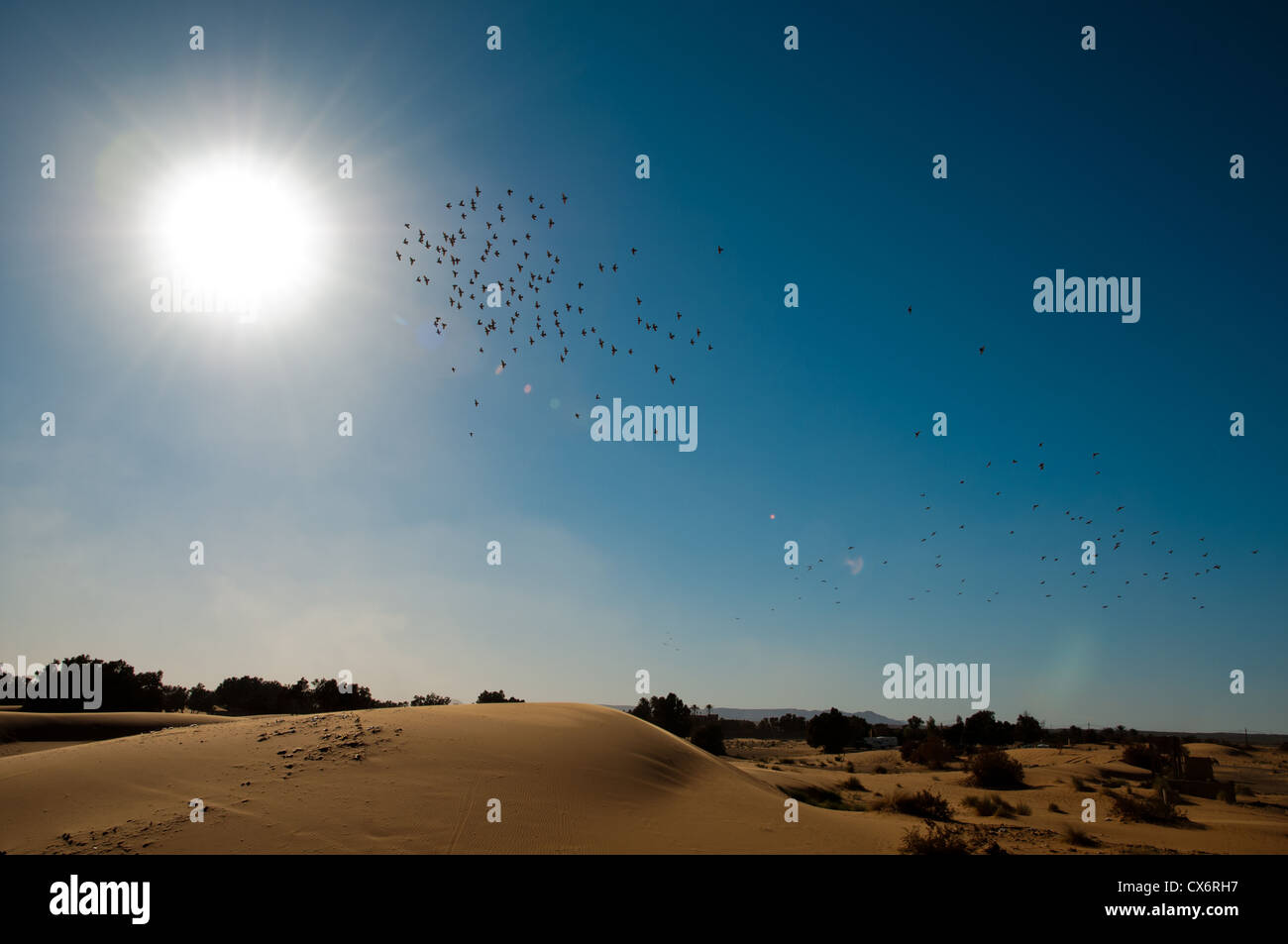 A flock of birds flying into the sun over the Sahara Desert Stock Photo ...