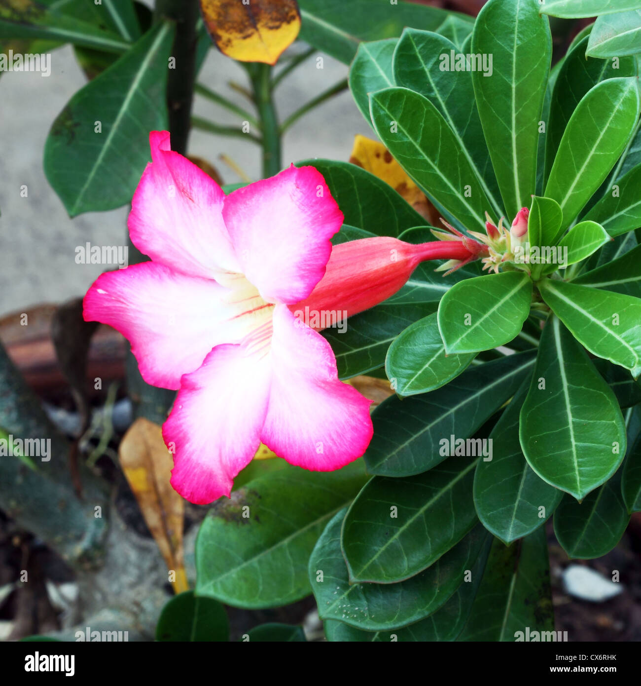 Tropical flower Pink Adenium (Desert rose Stock Photo - Alamy