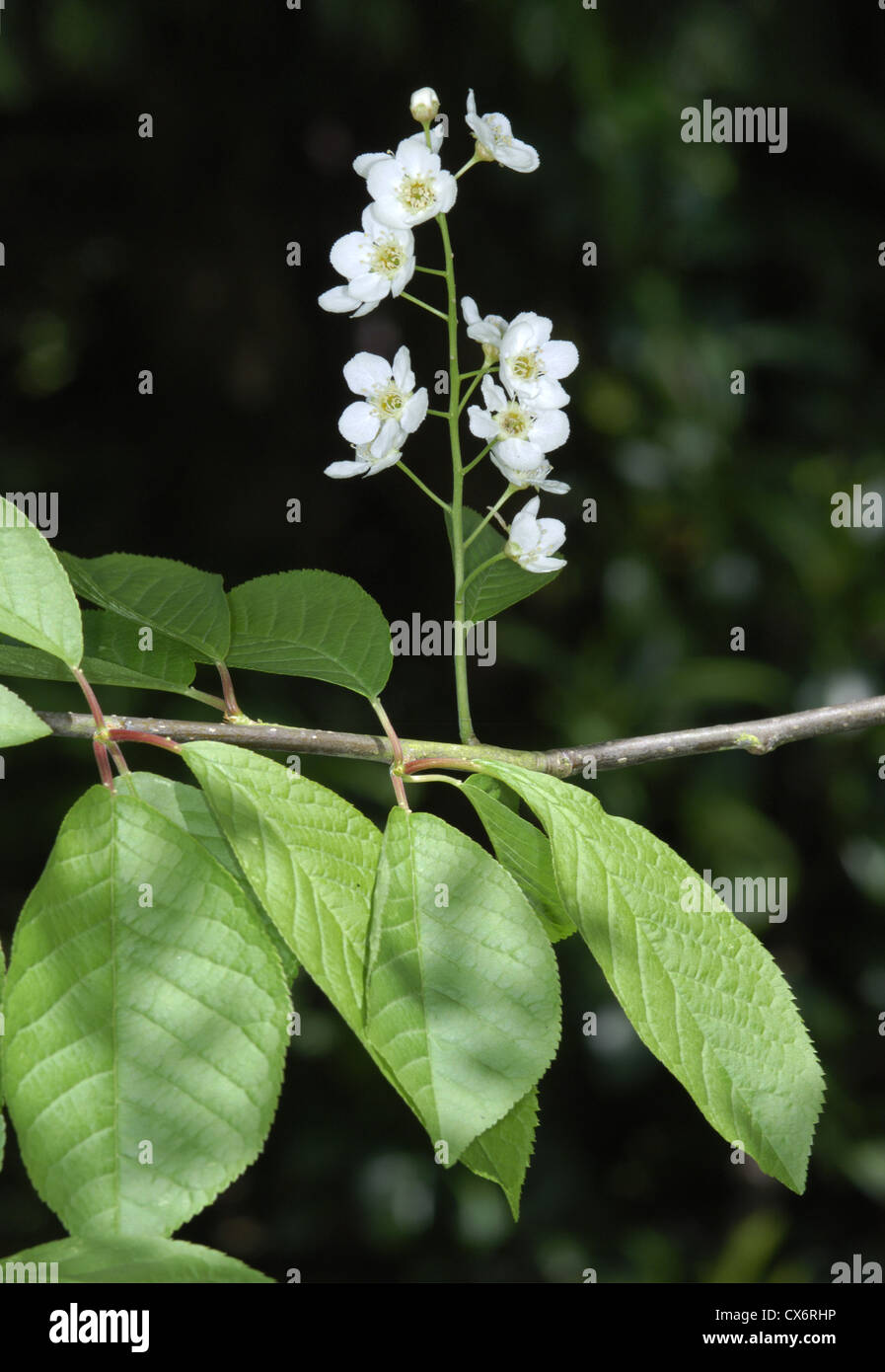 Saint Lucie Cherry Prunus mahaleb (Rosaceae Stock Photo - Alamy