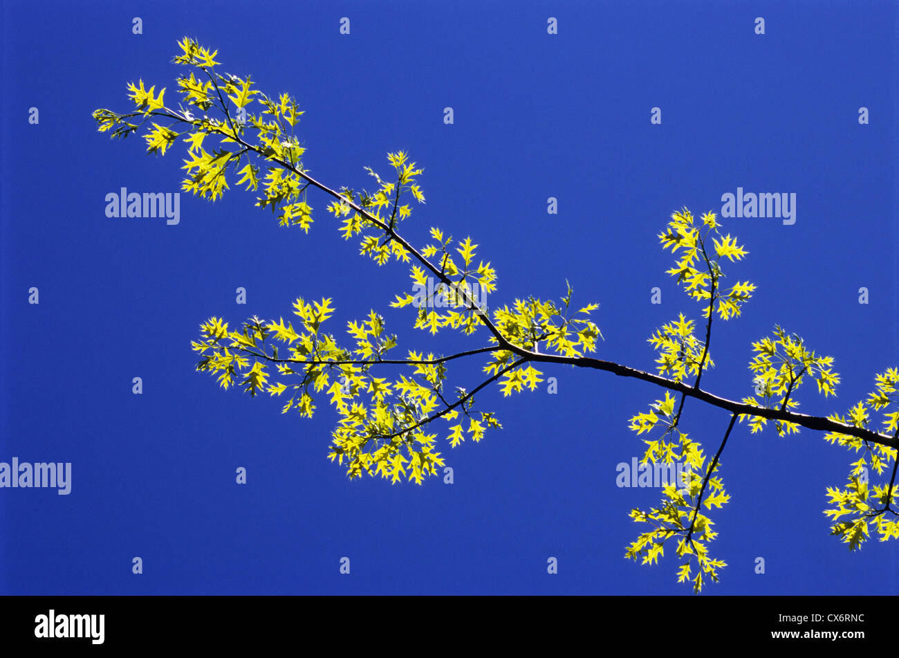 Oak trees in spring, South Island, New Zealand Stock Photo Alamy