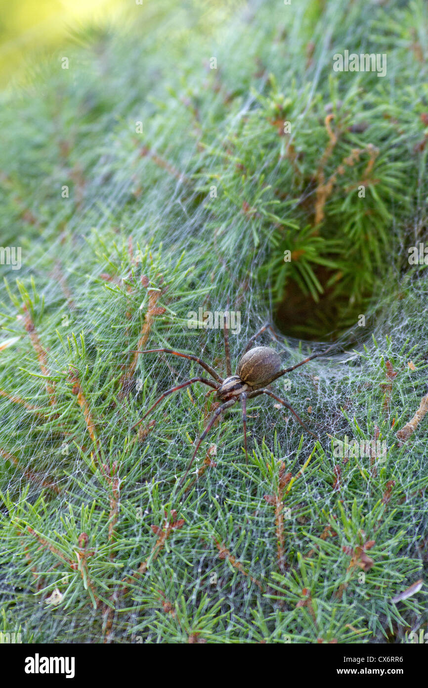 An alert funnel spider stands guard over its burrow Stock Photo