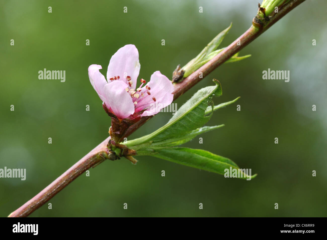 Peach Prunus persica (Rosaceae) Stock Photo