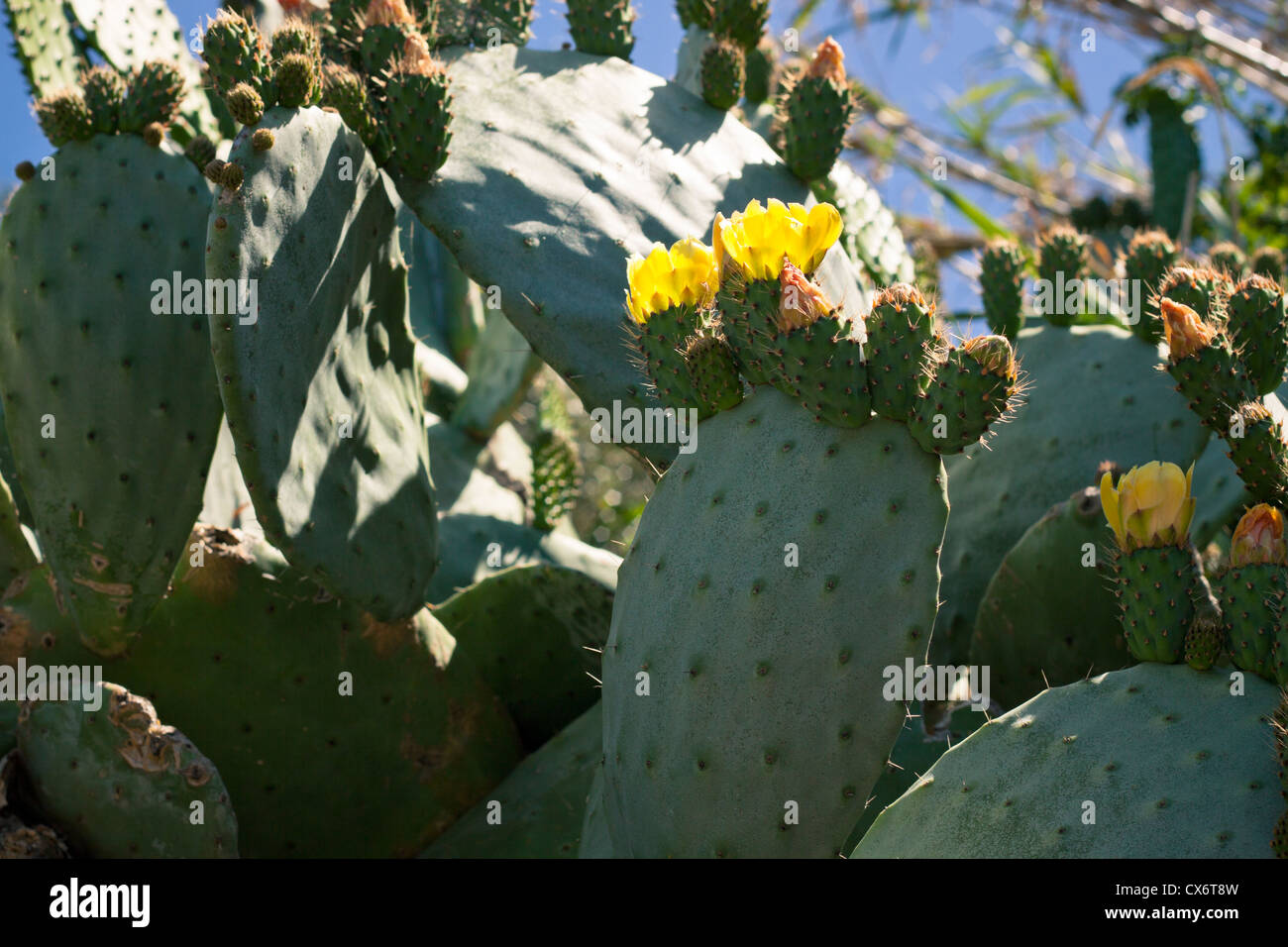 Wild Opuntia cactus in Gibraltar, UK. Stock Photo