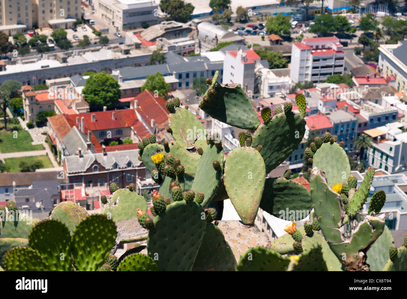 Wild Opuntia cactus over urban background, view from above of the Rock of Gibraltar. Stock Photo