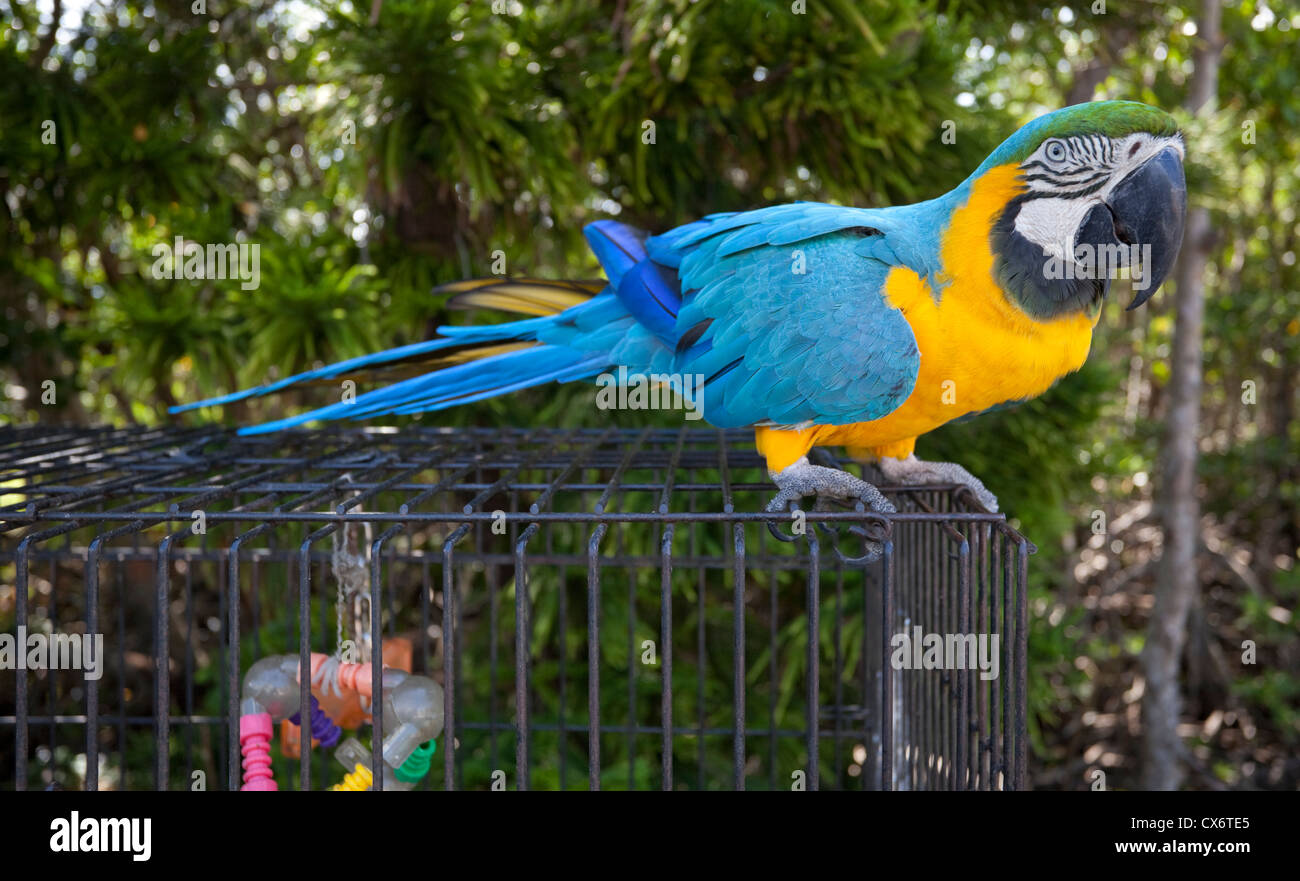 Full length portrait of a blue and yellow macaw standing on a cage ...