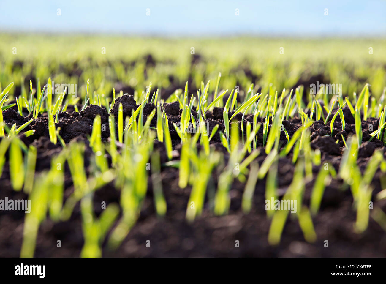 Detail of shoots in a field Stock Photo Alamy Detail of shoots in a field Stock Photo Alamy