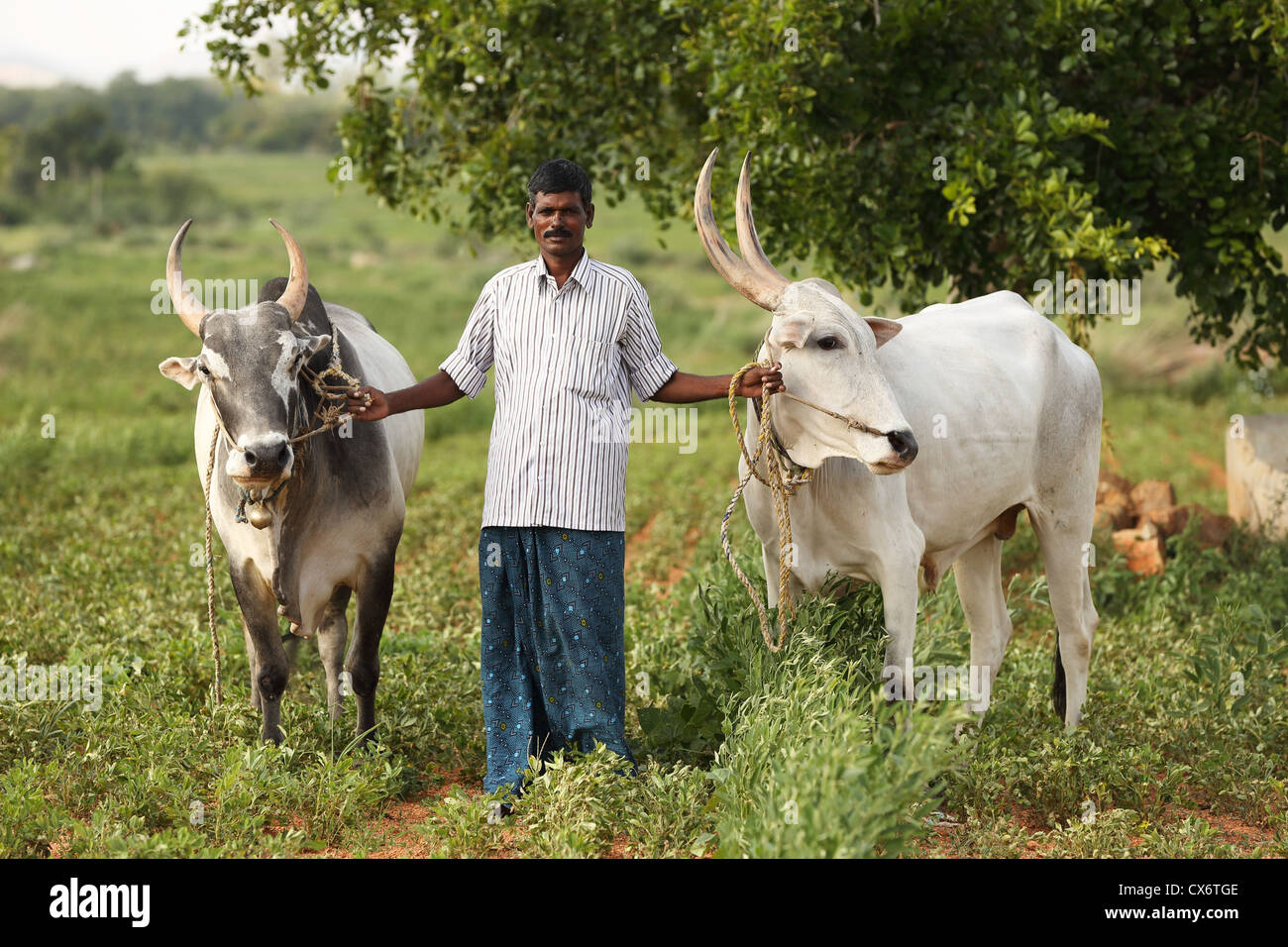 Indian farm animals hi-res stock photography and images - Alamy Indian farm animals hi-res stock photography and images - Alamy