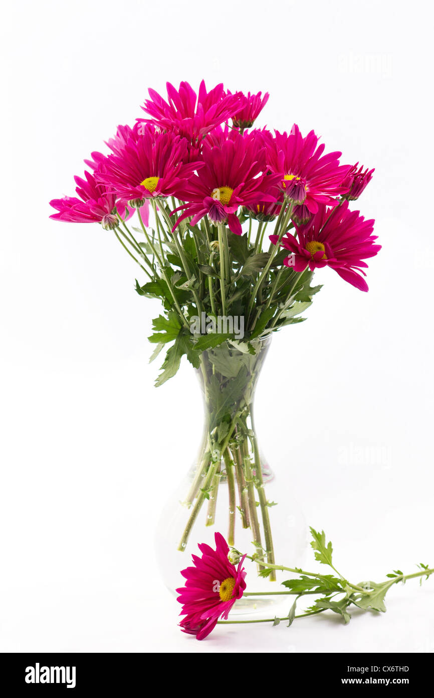 Chrysanthemum on white background Stock Photo
