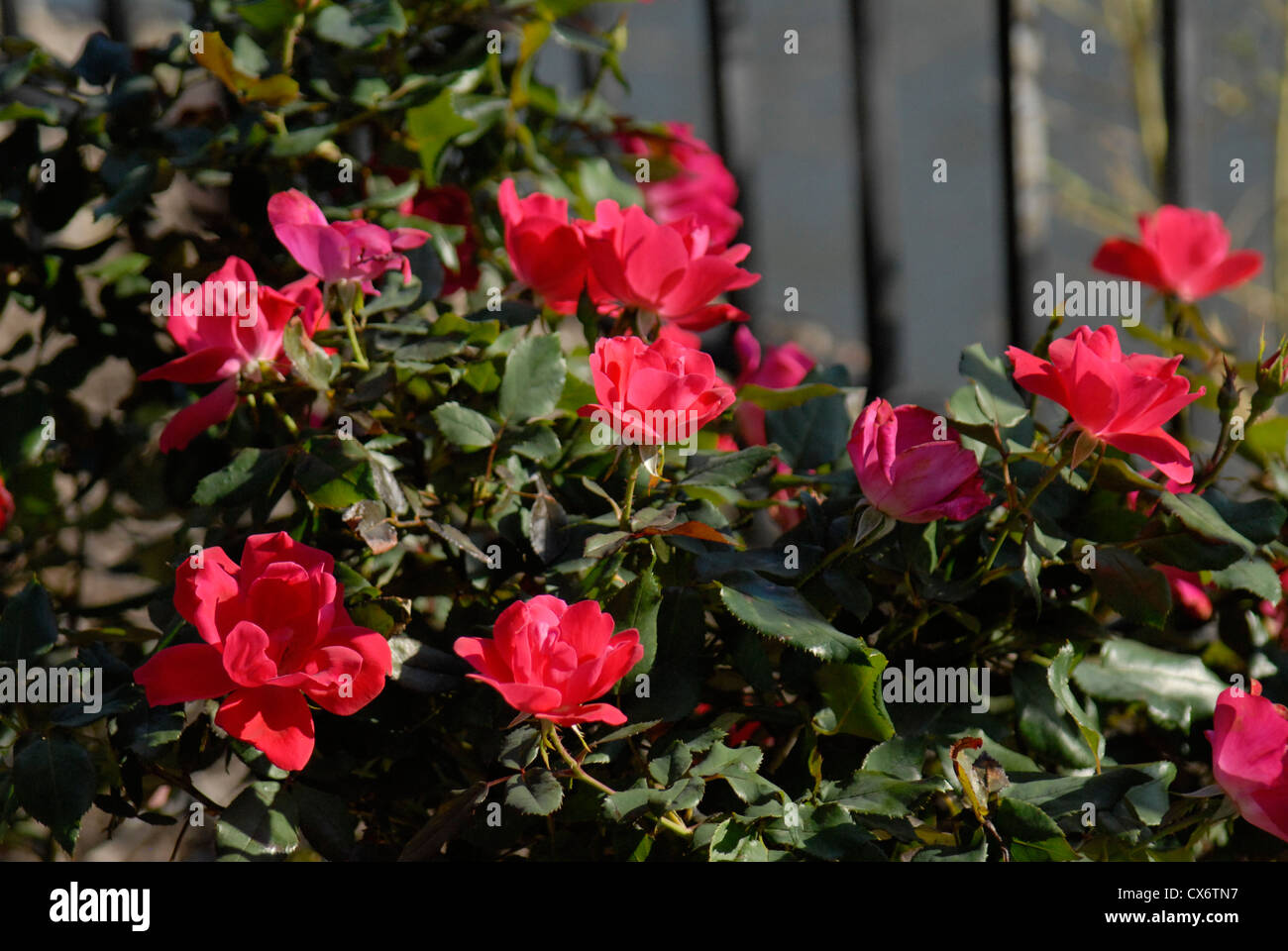 Shrub rose in Chicago garden. Cherry Red Knock Out rose. Stock Photo