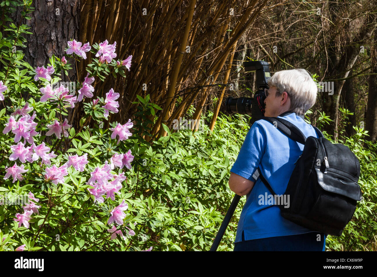 Photographer at Mercer Arboretum and Botanical Gardens in Spring, Texas Stock Photo Alamy