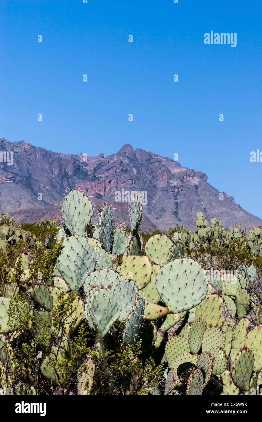 'Prickly Pear Cactus,' Opuntia phaeacantha, in 'Big Bend National Park' Stock Photo