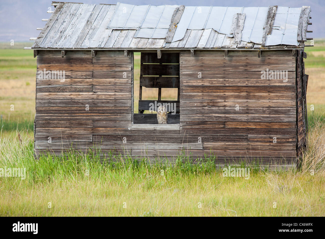 A Horned Owl Sitting Resting In An Old Wood Shed On The Window