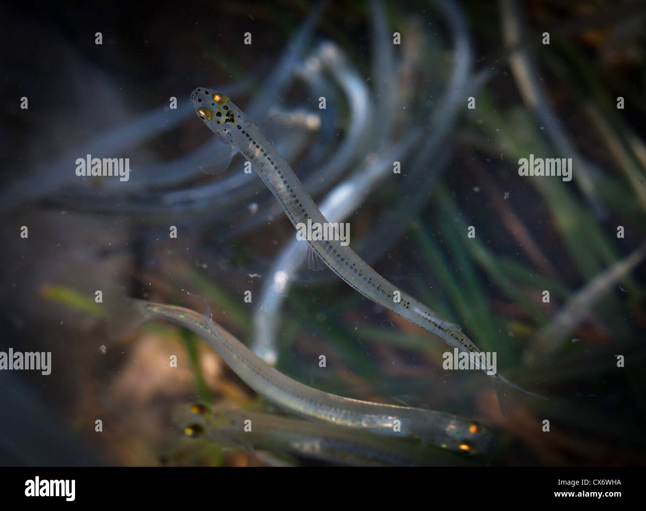 Minnow bait trap hi-res stock photography and images - Alamy