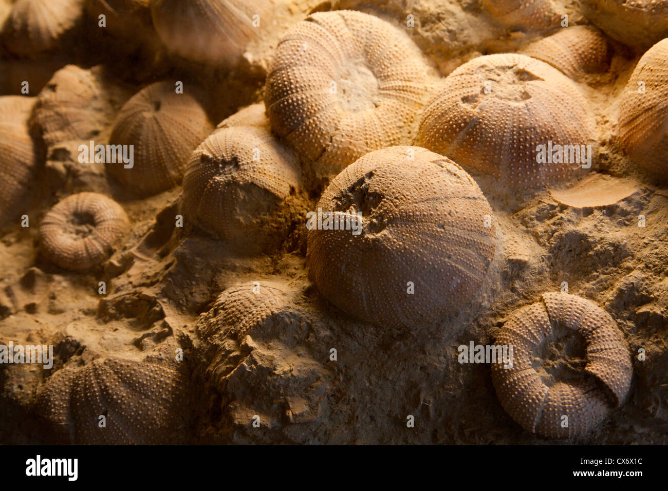 fossil from prehistory ocean Stock Photo
