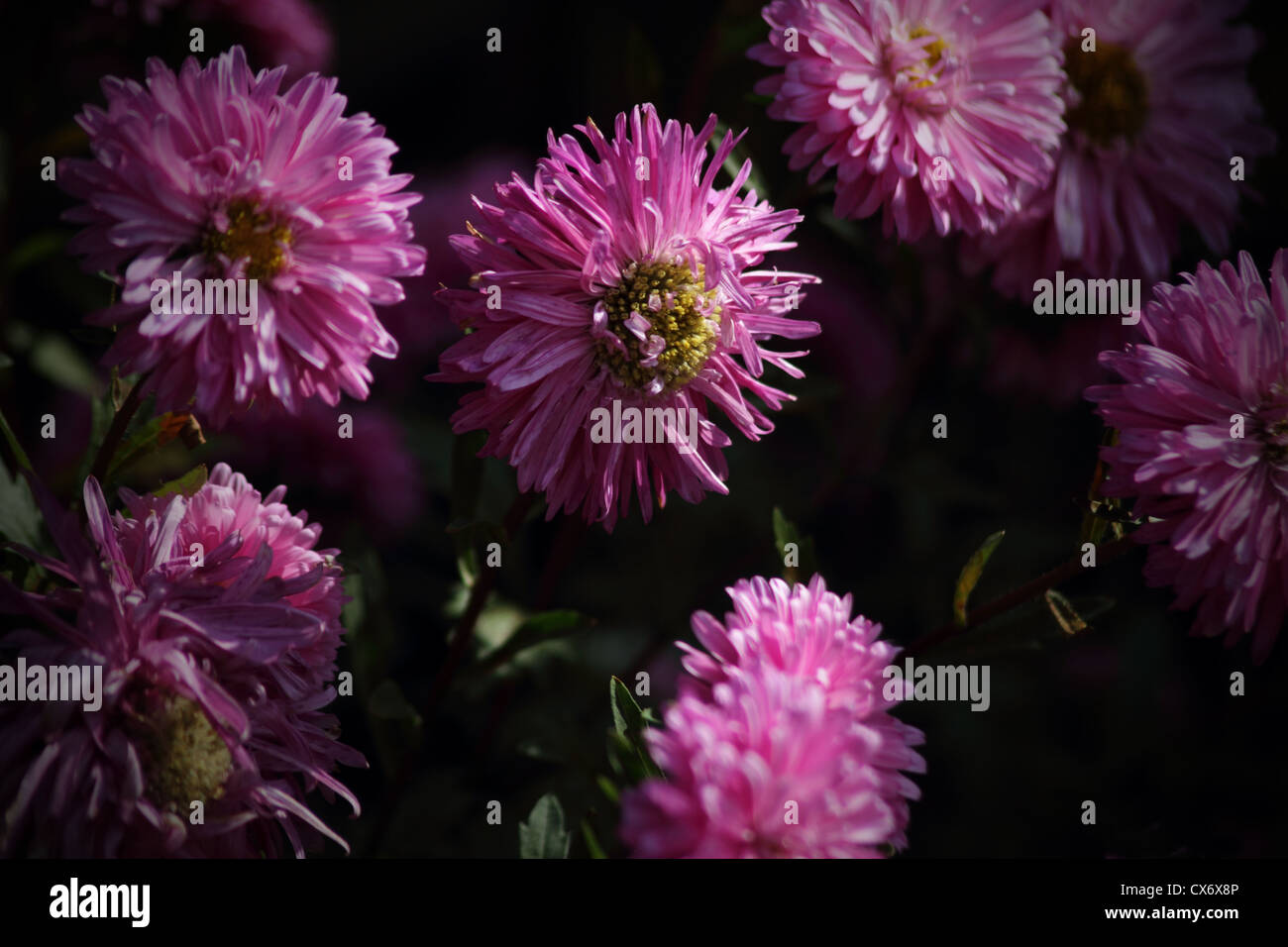 pink flowers of aster dumosus Stock Photo