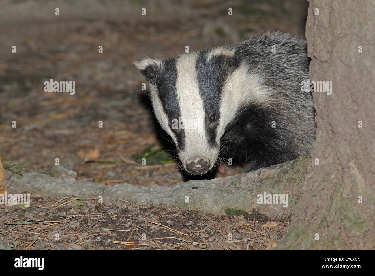 Eurasian badger looking around a tree Stock Photo