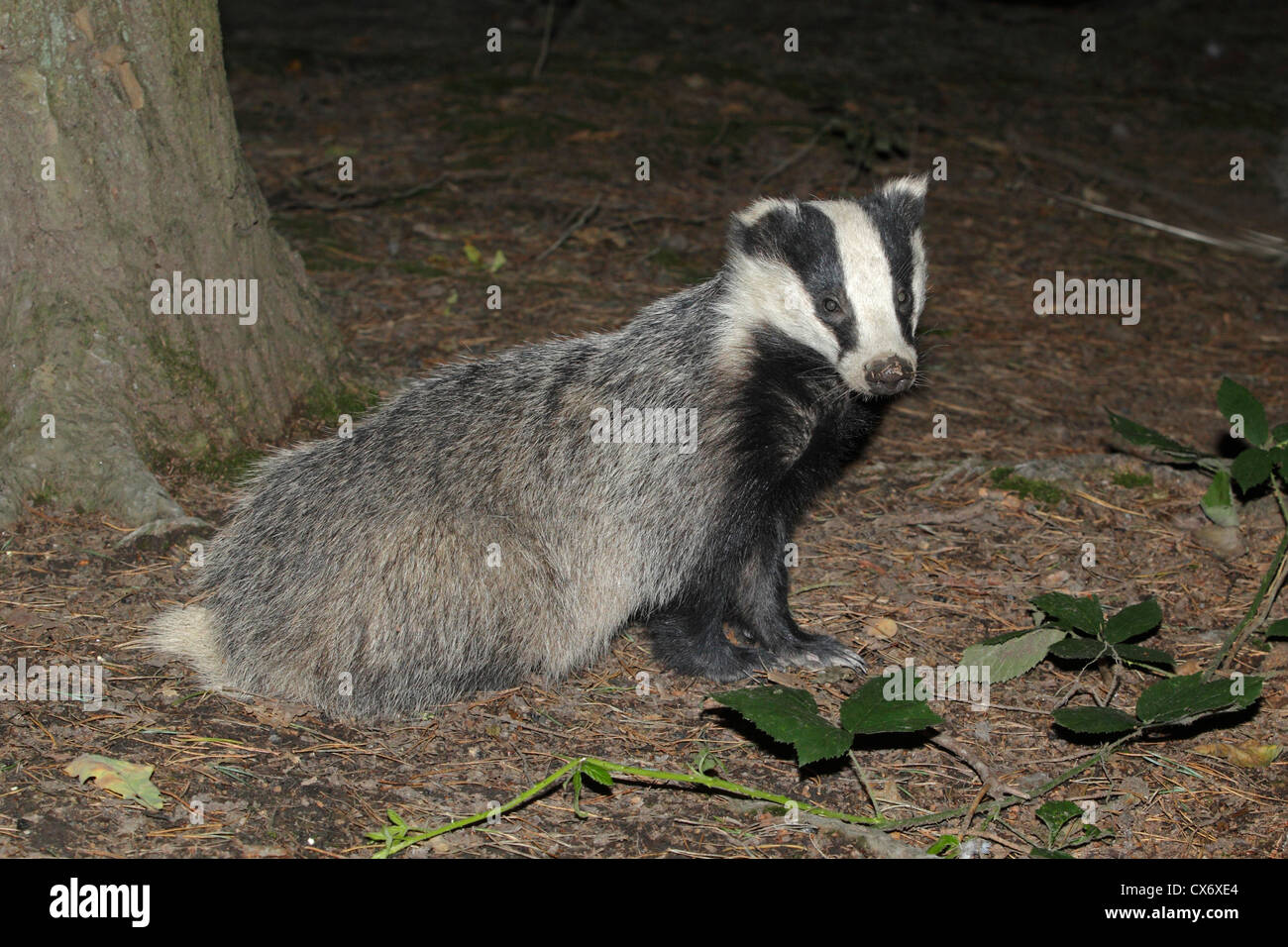 Eurasian badger sat down outside its sett Stock Photo