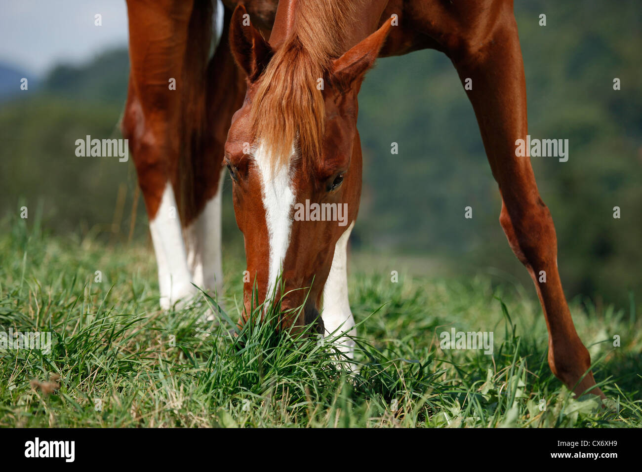 Ponies horse hi-res stock photography and images - Alamy
