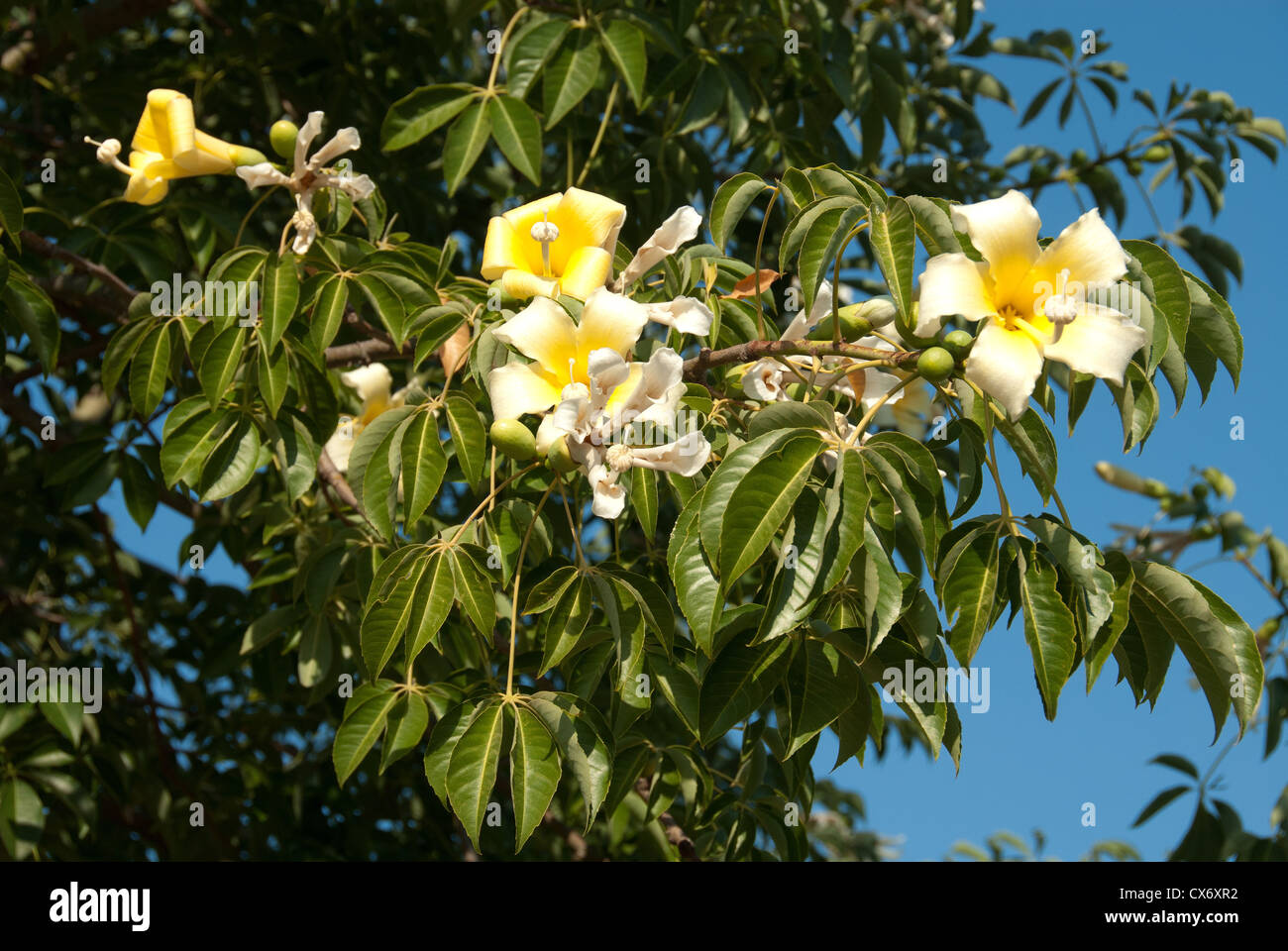 Flowers And Leaves On A White Floss Silk Tree Chorisia Insignis Also Known As A Kapok Or Drunken Tree Southern Portugal Stock Photo Alamy