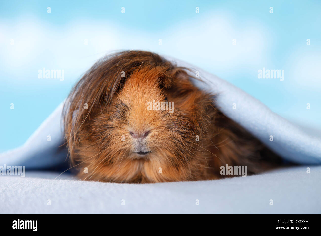 longhaired guinea pig Stock Photo