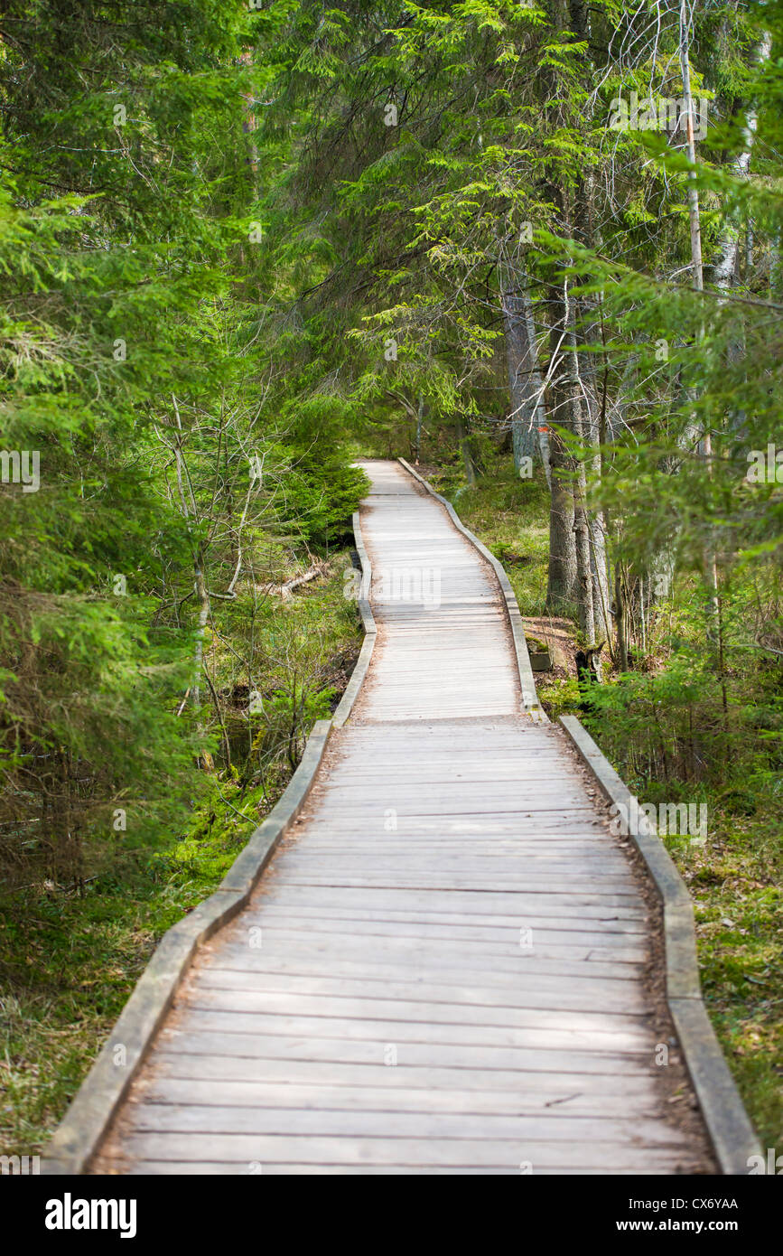 Wooden footpath used for hiking in the forest, Stockholm, Sweden Stock Photo