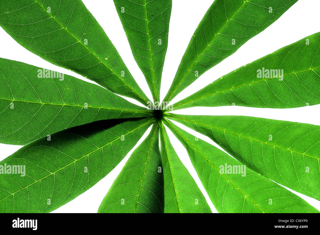 Close up of green leaves for backgrounds Stock Photo - Alamy