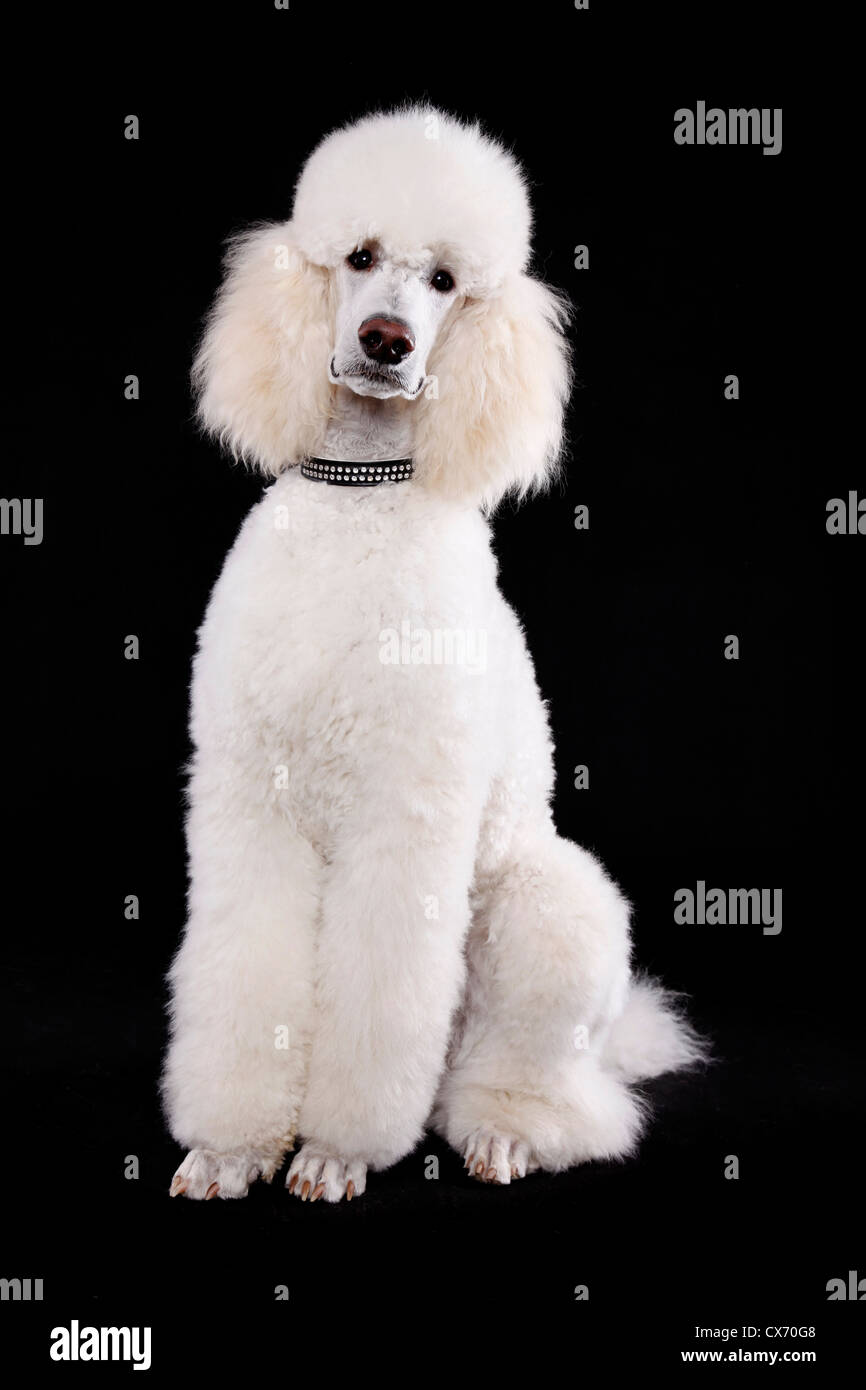 sitting standard poodle Stock Photo - Alamy