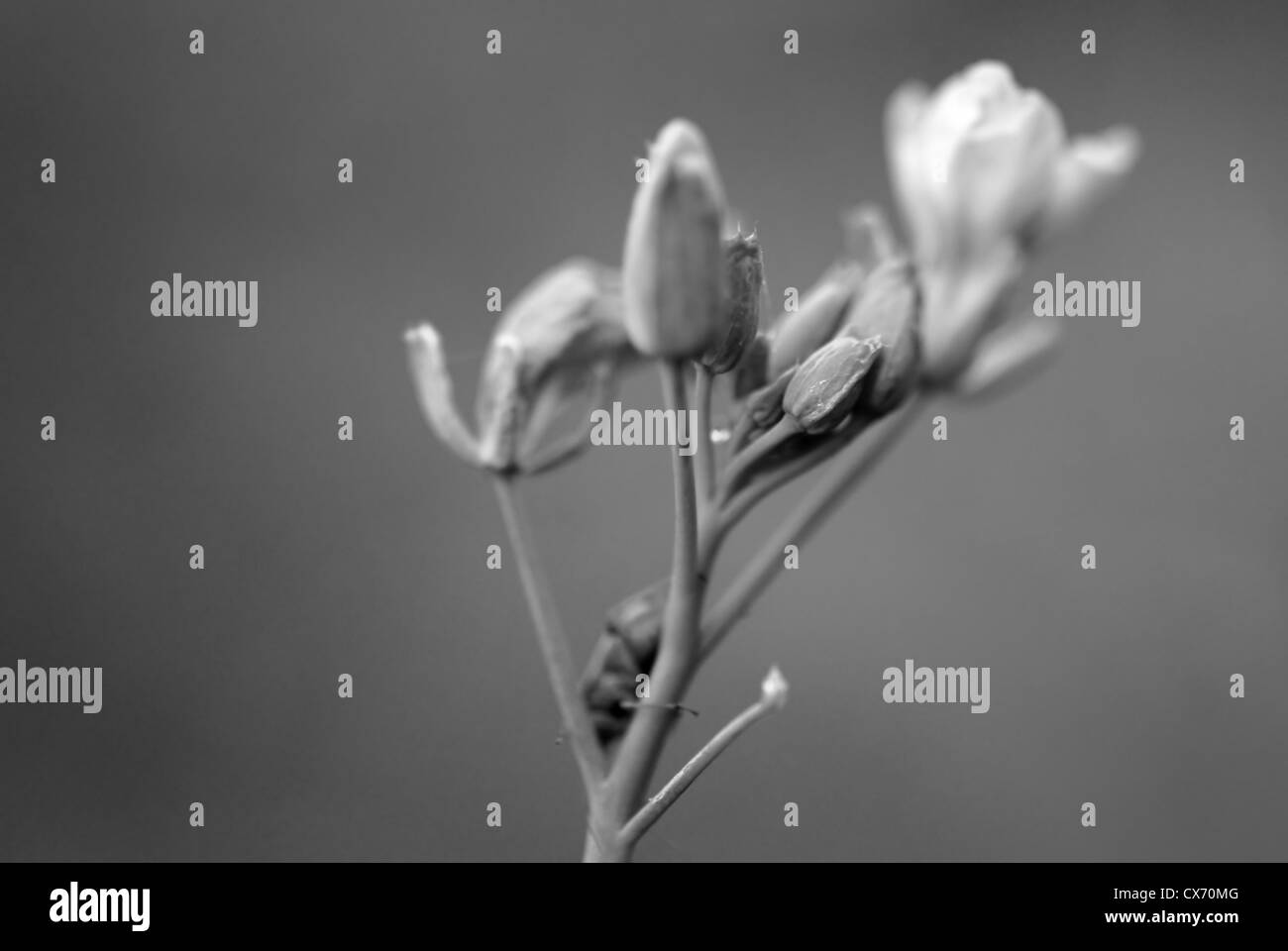 Gray flowers umbel Stock Photo
