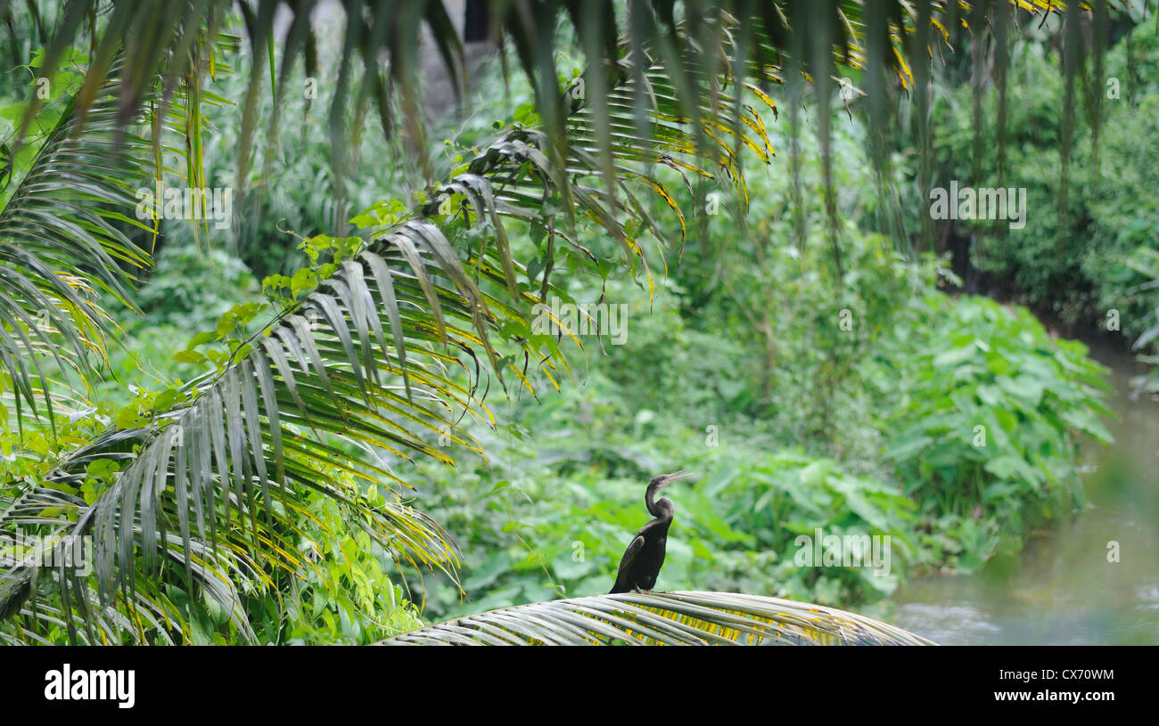 Great Cormorant The bird family Phalacrocoracidae is represented by some 40 species of cormorants and shags Stock Photo